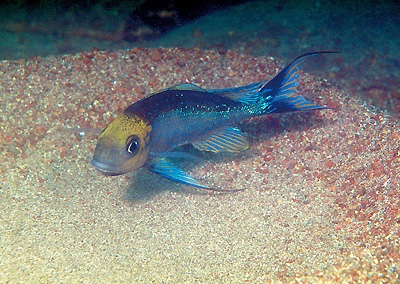 Cyathopharynx furcifer 'Mbita Island'